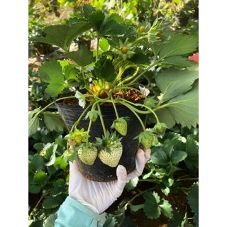 sale 1kg,2kg phân trùn quế dạng viên nén
