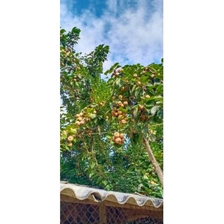 Cây giống mắc cọp rừng (cây ghép 5 thnags cho trái )