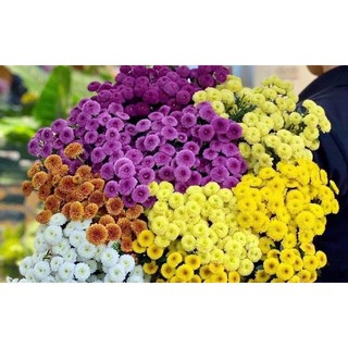 bầu cây giống Cúc calimero