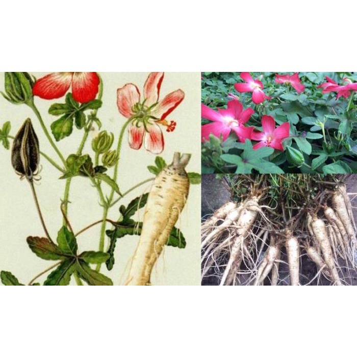 Hạt Giống Nhân Sâm Bố Chính (Gói 10 Hạt) -[MUA 5 TẶNG 1 CÙNG LOẠI - Dễ Trồng, Siêu Đẹp]