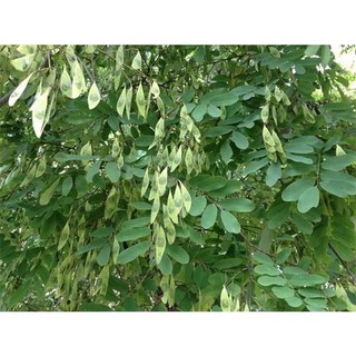 CÂY GIỐNG GIỐNG CẨM LAI rừng. [ GIAO HÀNG NHANH...]