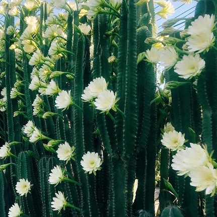 Cây Xương Rồng Trụ Pillar Cactus 10-60cm Trang Trí Sân Vườn Siêu Đẹp.