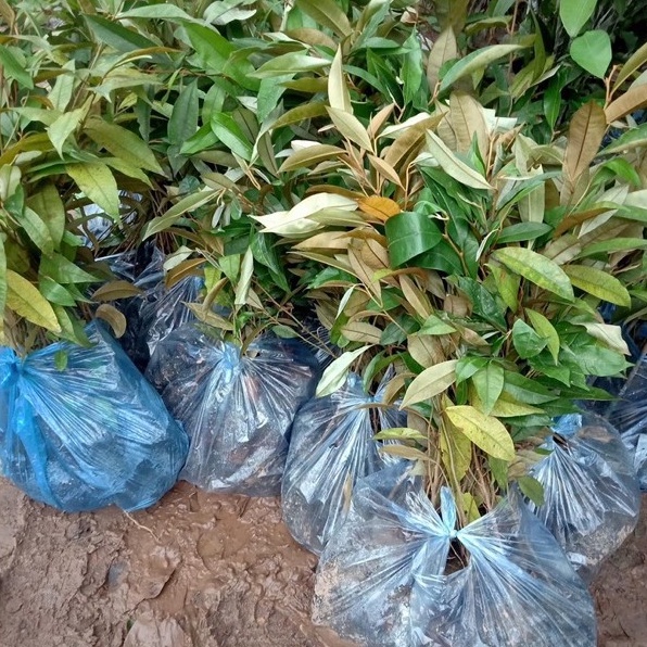 Cây vú sữa tím quả to siêu ngon ngọt mùi thơm hấp dẫn