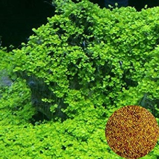 [HCM]Hạt giống thủy sinh (Cây Clover)