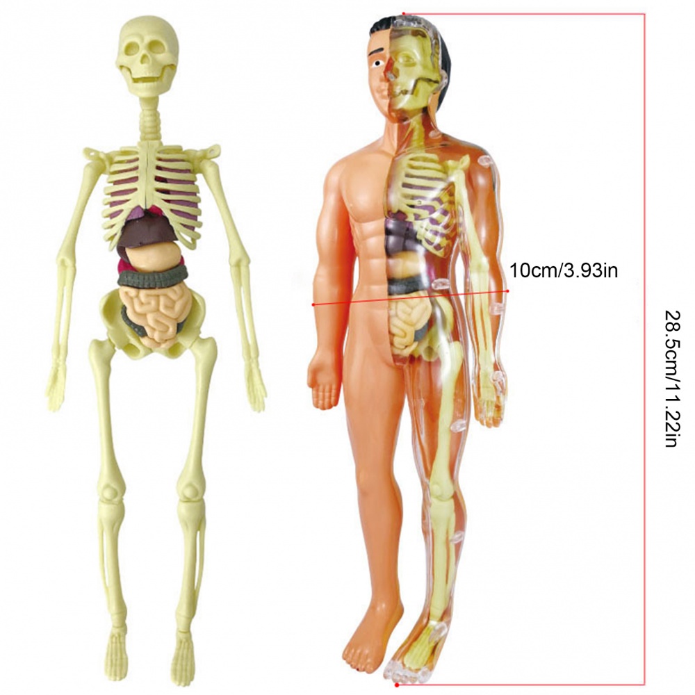 HUMAN BODY MODEL 28CM ANATOMY DISPLAY ORGAN ASSEMBLY HUMAN SKELETON SET SCIENCE SAINS MODEL