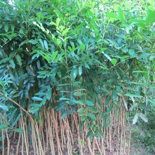 cây xà cừ giống chẩn ( chuyên cây giống)
