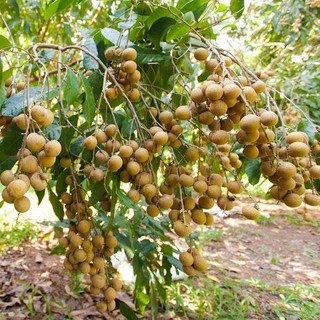 CÂY GIỐNG NHÃN LONG PHỤNG CHÂU[ GIỐNG MỚI SIÊU NĂNG SUẤT - 100% GIỐNG CHUẨN ] [ RẺ HƠN HOÀN TIỀN ]