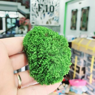Đá Rêu MiniFiss - Mini Fiss Viên Thuỷ Sinh - Rêu minifiss bám đá - Shop chuyên sỉ phụ kiện thủy sinh