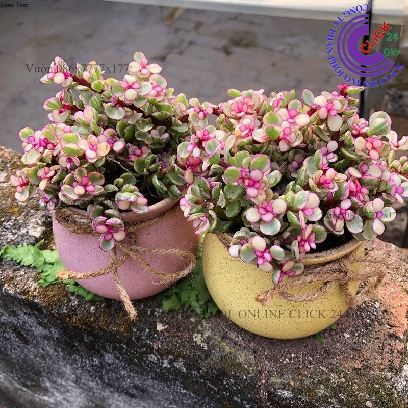 Chậu Sen Đá Đô La Hồng Nhiều Size Cây Ngọc Bích Hồng Cổ Thụ Sen Đá Đô La Hồng Cẩm Thạch GIA DỤNG THÔNG MINH PKM