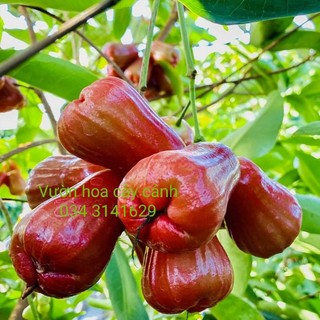 Cây mận đỏ thái - cây giống