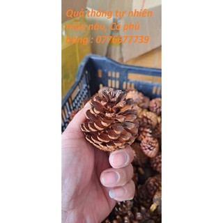 Quả Thông tự nhiên Có phủ Bóng
