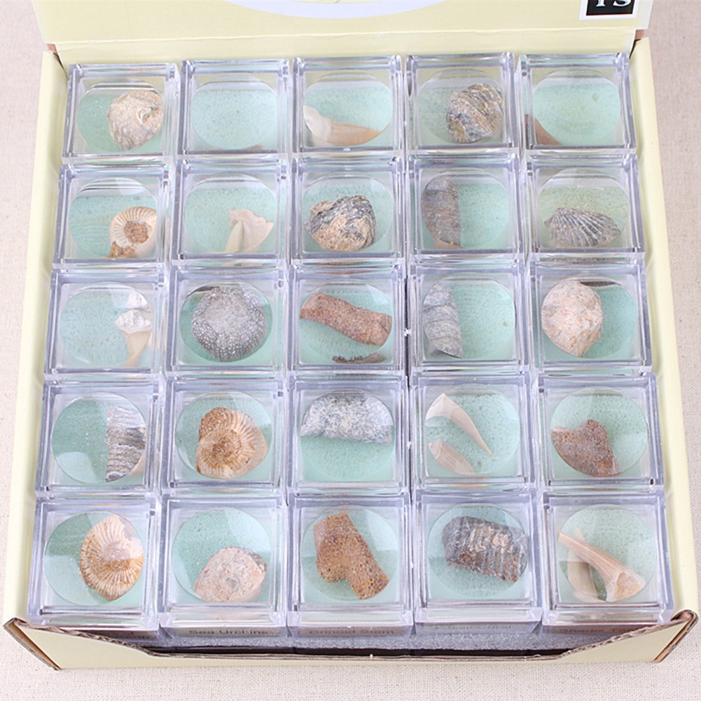 Đá Hóa Thạch Cá Mập Ammonite
