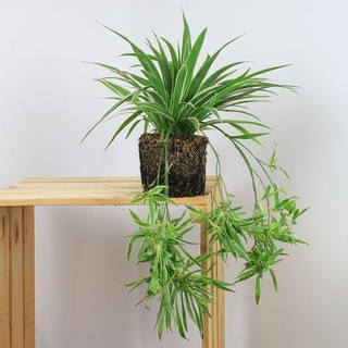1 khóm Cây giống dây nhện/ lan chi