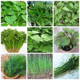 Combo 9 Gói hạt giống rau thơm, Rau gia vị