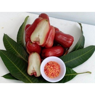 Cây mận an phước (cây chiết) siêu sớm (trồng chậu) (cây giống chi lăng 47)
