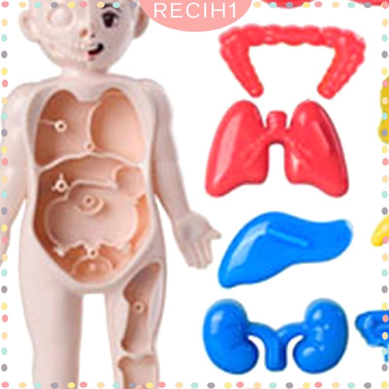 Bộ Đồ Chơi Lắp Ráp Mô Hình Cơ Thể Người Giáo Dục Sớm Cho Bé