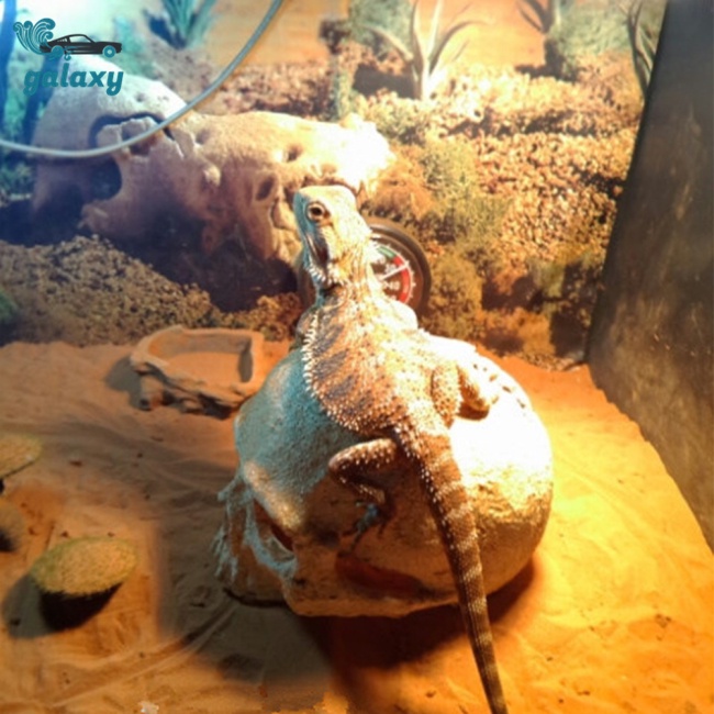 Galaxy Mô Hình Đầu Lâu Người Cho Bể Cá