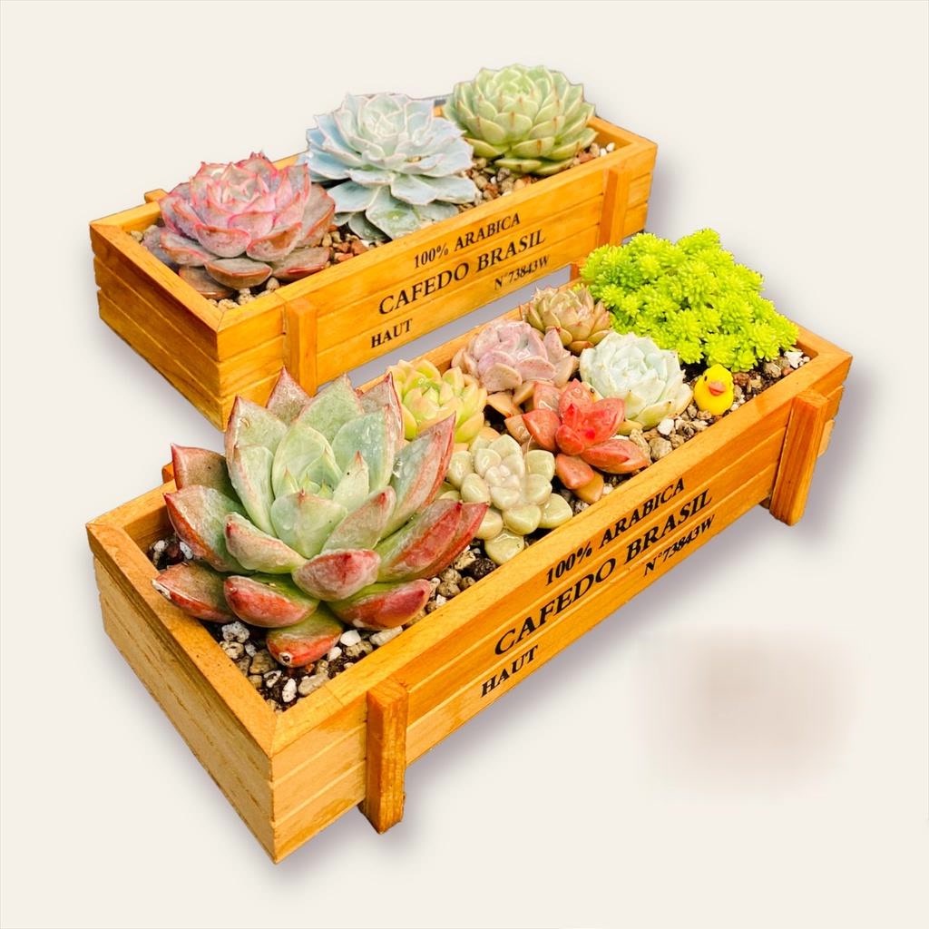 ​​​​Mô Hình Tiểu Cảnh "Chậu Gỗ Hình Chữ Nhật Vintage Mini" Trang Trí Sen Đá, Sân Vườn/ Chậu Cây, DYI, Terrarium