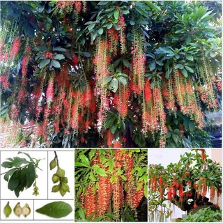 Hạt Giống Cây Lộc Vừng Hoa Đỏ (Gói 5 Hạt) -[ Mua 5 tặng 1 cùng loại - Hoa đẹp, Thơm ngát]