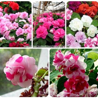 Hạt Giống Hoa Ngọc Thảo Kép (Gói 5 Hạt) -[MUA 5 TẶNG 1 CÙNG LOẠI - Dễ Trồng, Siêu Đẹp]