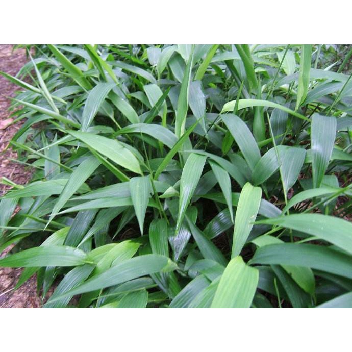 Cây thủy sinh cỏ lá tre, tre nước, trúc nước- 1 khóm cây giống