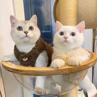  áo cho mèo mùa đông Quần áo cho mèo dễ thương ấm áp lông cừu vest mùa thu và mùa đông con rối màu xanh mèo con vật cưng mặc mùa đông áo mèo con quần áo mèo con 