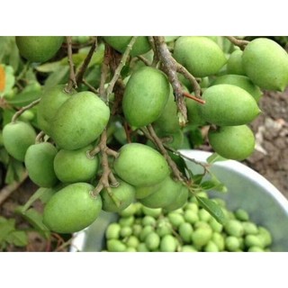 CÂY GIỐNG CÂY TRÁM XANH (TRÁM TRẮNG, TRÁM CHUA )
