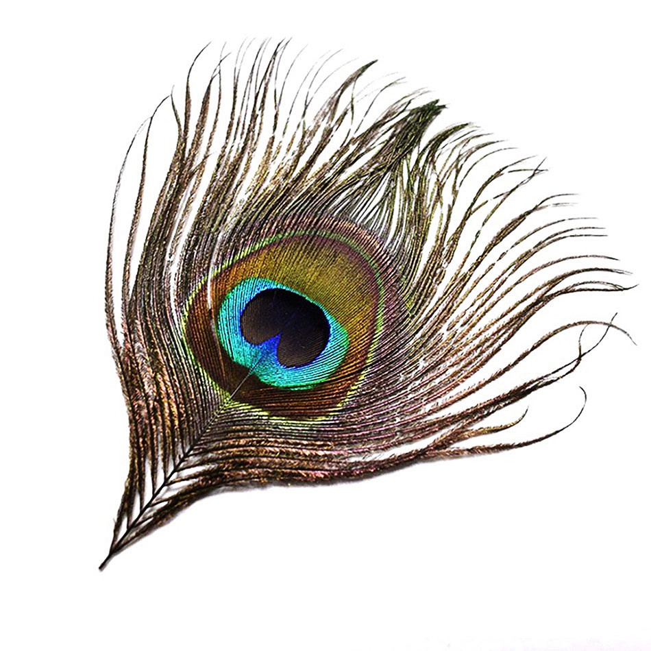 Bộ 20 Lông Công Tự Nhiên Dùng Trang Trí DIY