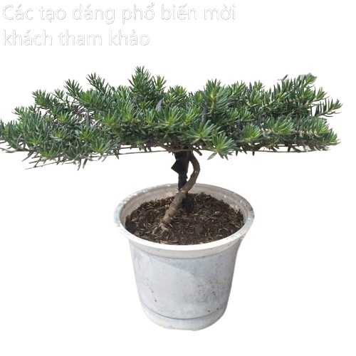 500g Cành Giống Cây Hoa Mười Giờ Bonsai Loại Nuôi Gốc To Lâu Năm MiMa market