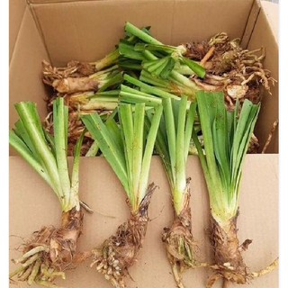 Củ giống hoa thanh anh mix - 1 củ
