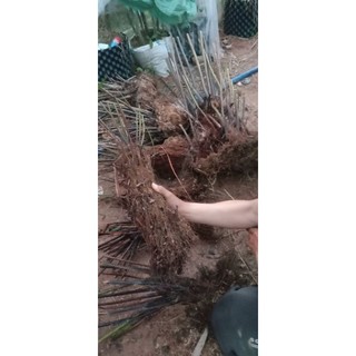 Cây dương xỉ thân gỗ/ dương xỉ cổ đại/ dương xỉ rừng