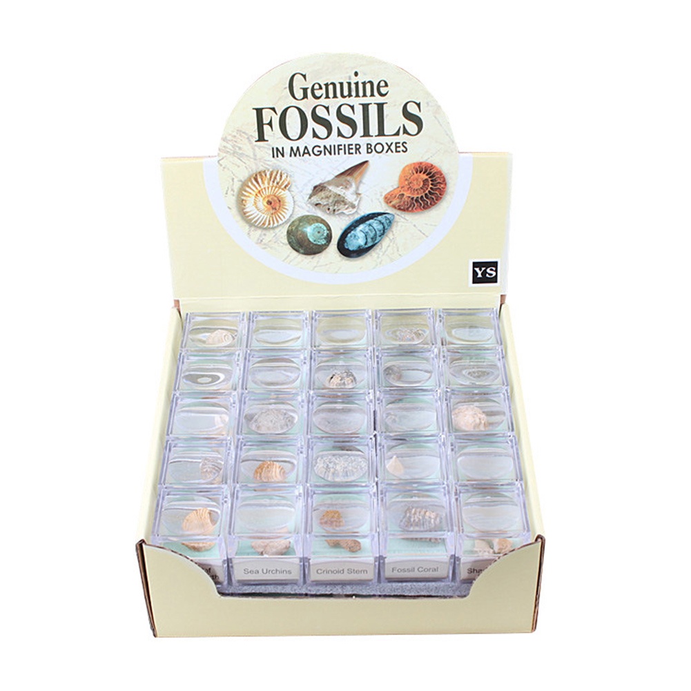 Đá Hóa Thạch Cá Mập Ammonite