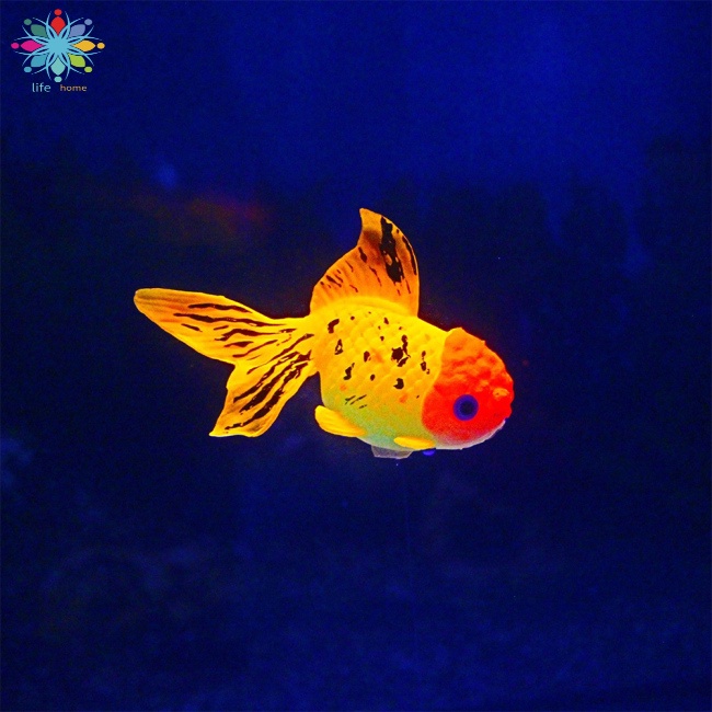 Mô Hình Cá Vàng Bằng Silicone Phát Quang Dùng Trang Trí Bể Cá