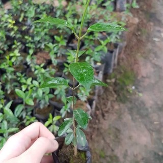 5 CÂY THÌA CANH ( lá to - lá nhỏ)- cây dược liệu