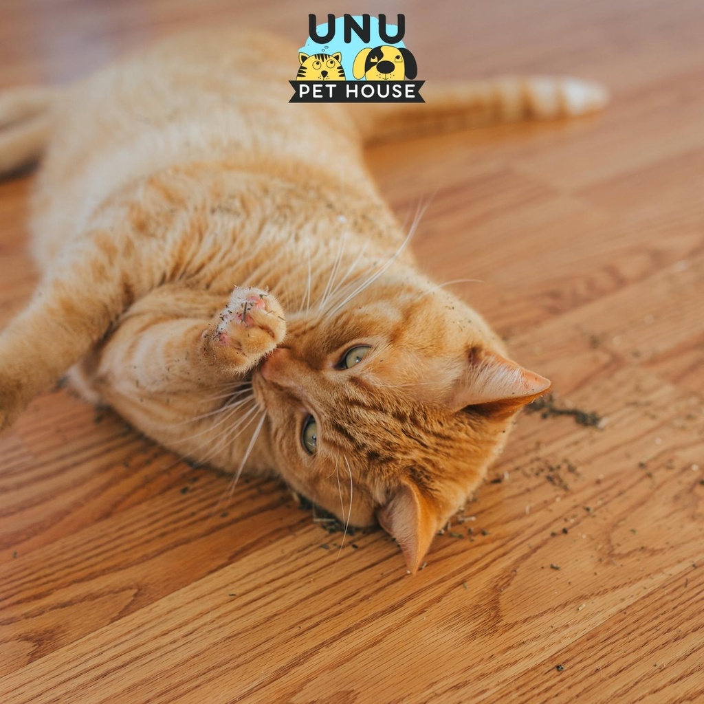 Cỏ Mèo bạc hà Catnip cỏ thơm cho mèo ống 50ml – UNU Pet House