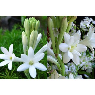 Củ giống hoa huệ ta trắng thơm- củ giống size mẹ