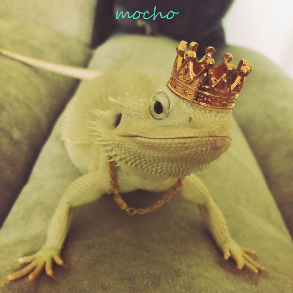 Mocho Vòng Cổ Bắt Mắt Thời Trang Thoải Mái Thiết Thực Để Chụp Ảnh Thú Cưng Bò