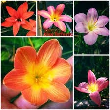 Combo 10 củ huệ mưa kép