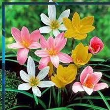 COMBO 10 CỦ HUỆ MƯA KÉP