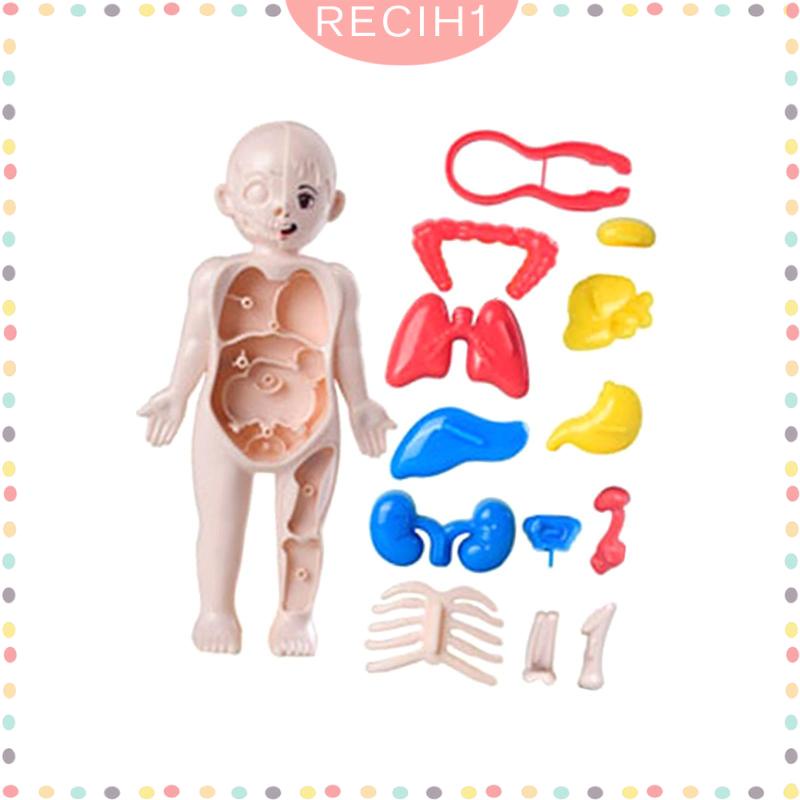 Bộ Đồ Chơi Lắp Ráp Mô Hình Cơ Thể Người Giáo Dục Sớm Cho Bé