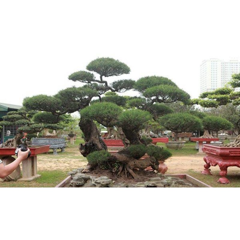 cây phi lao cảnh giống