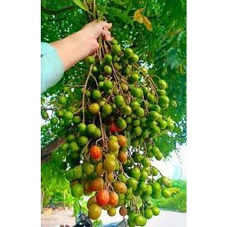 Cây xoan đào giống