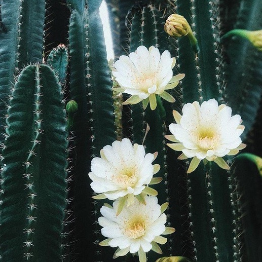 Cây Xương Rồng Trụ Pillar Cactus 10-60cm Trang Trí Sân Vườn Siêu Đẹp.