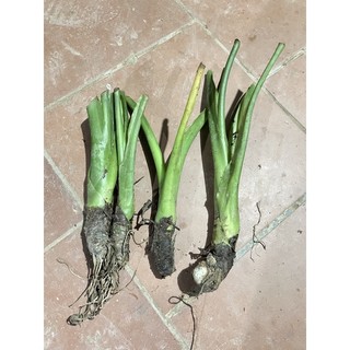ráy voi làm cảnh (củ giống đẹp)