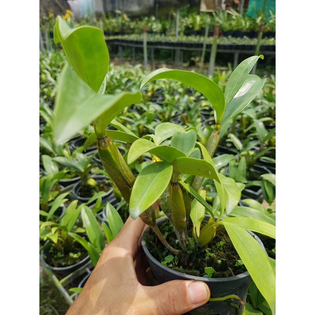 Hoa lan kiều tím. trắng, vàng