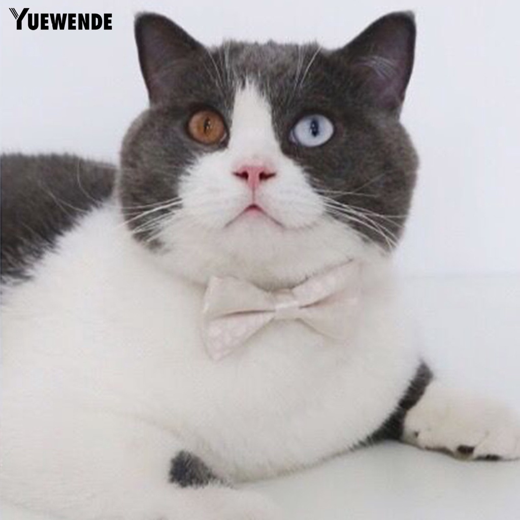 Vòng Cổ Họa Tiết Da Báo Cho Thú Cưng