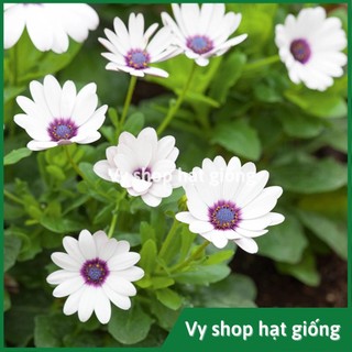 50 hạt giống hoa cúc châu phi (cúc nam phi)