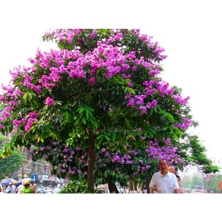 Cây Hoa Bằng lăng tím - cây giống lớn