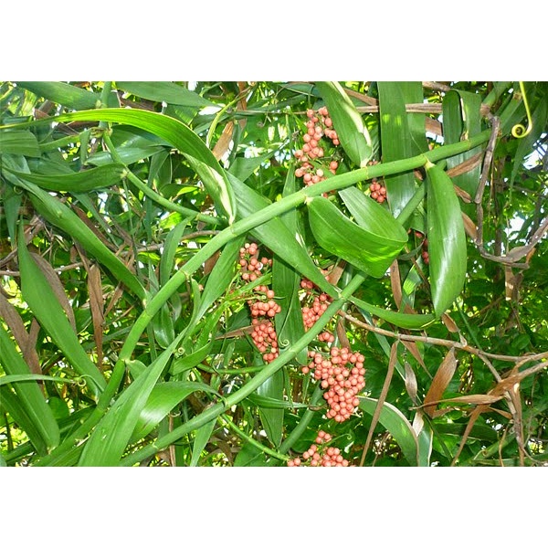 cây giống Mây nếp, cây mây nếp giống