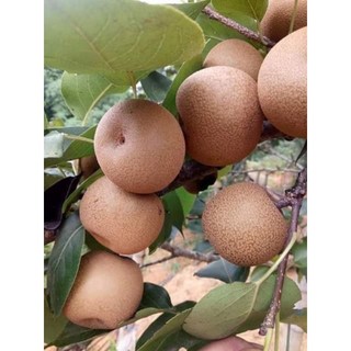 Cây giống mắc cọp rừng (cây ghép 5 thnags cho trái )